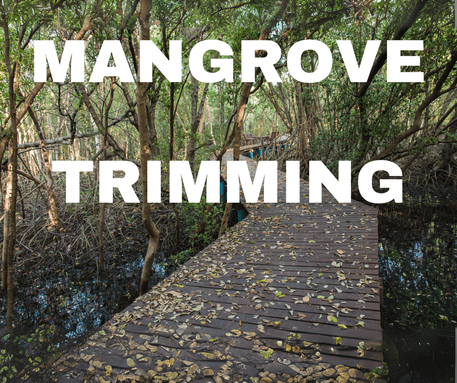 Mangrove Trimming; Professional Mangrove Trimmer, Arbor Patrol Tree Service. I.S.A. Certified Master Arborist