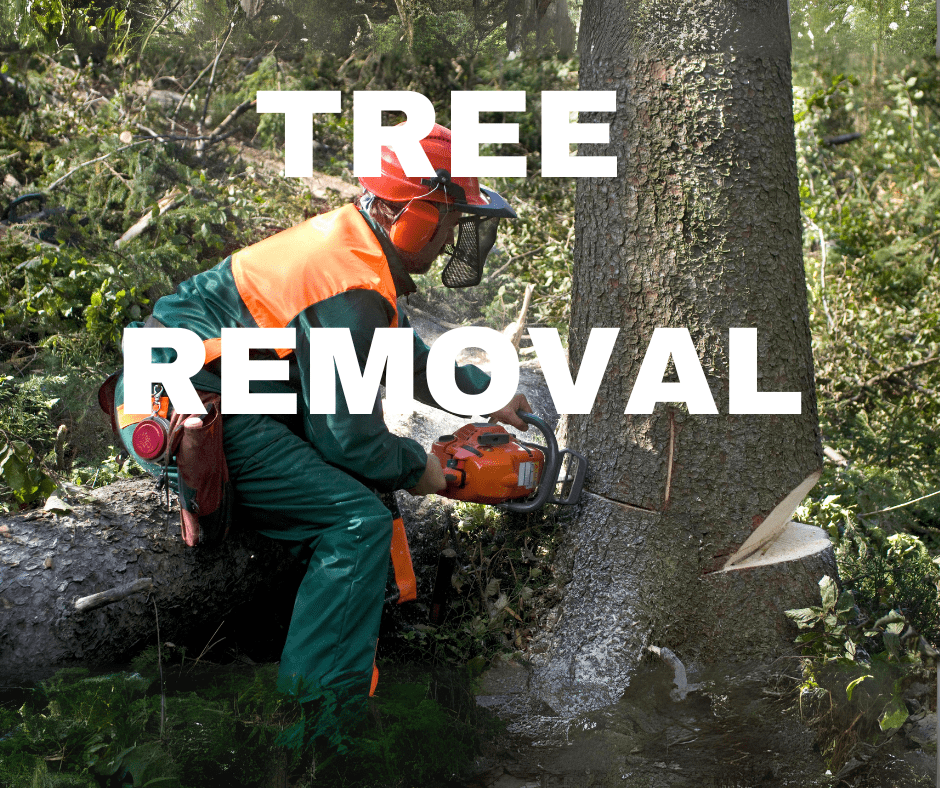 Tree Removal, Arbor Patrol Tree Service. I.S.A. Certified Master Arborist