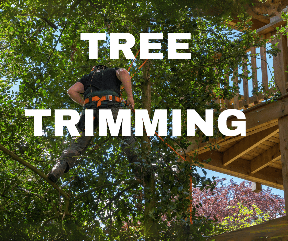 Tree Trimming, Arbor Patrol Tree Service. I.S.A. Certified Master Arborist