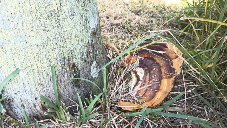 Ganoderma Butt Rot: The Silent Killer of Florida’s Palms