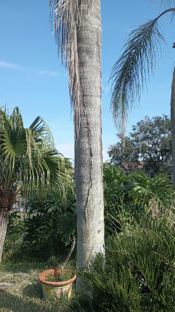 Ganoderma Butt Rot on a Queen Palm