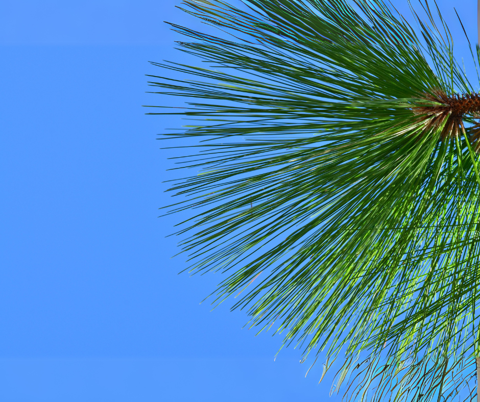 Tree Injection Solution For Pine Borers